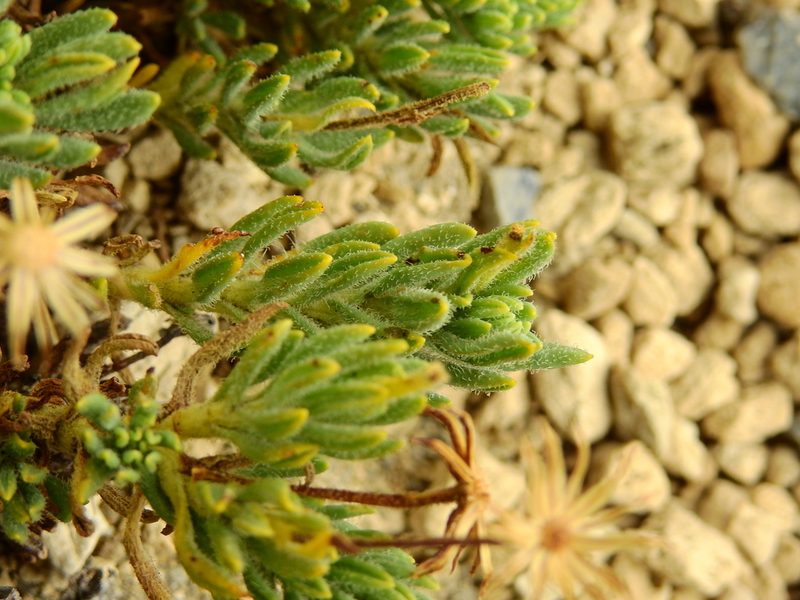 Senecio tristis, photographed by Guillermo Debandi