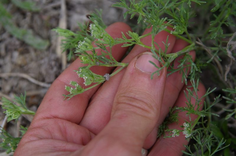 Ammoselinum popei, photographed by Eric Knight