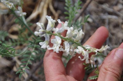 Sophora nuttalliana, photographed by Eric Knight