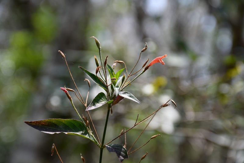 Dicliptera sciadephora, photographed by Neptalí Ramírez Marcial
