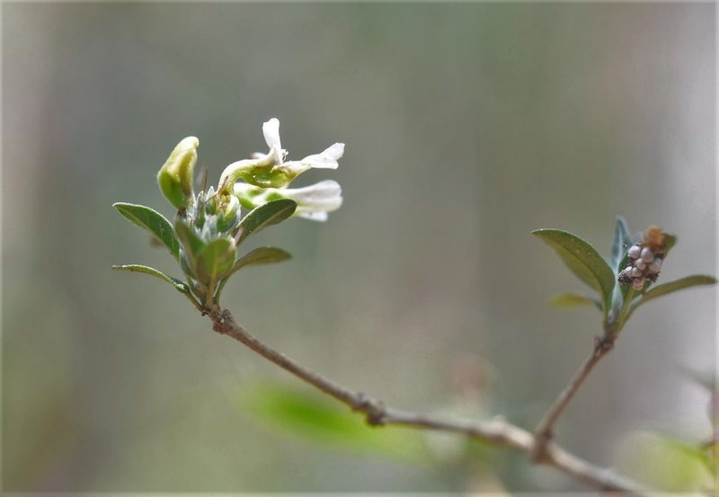 Holographis parayana, photographed by Neptalí Ramírez Marcial