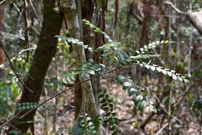 Pistacia mexicana, photographed by Neptalí Ramírez Marcial