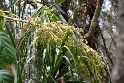 Beaucarnea goldmanii, photographed by Neptalí Ramírez Marcial