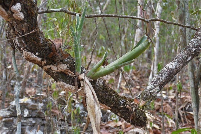Billbergia pallidiflora, photographed by Neptalí Ramírez Marcial