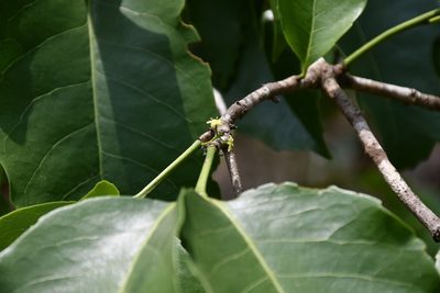 Elaeodendron xylocarpum, photographed by Neptalí Ramírez Marcial