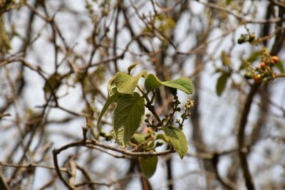 Bunchosia montana, photographed by Neptalí Ramírez Marcial