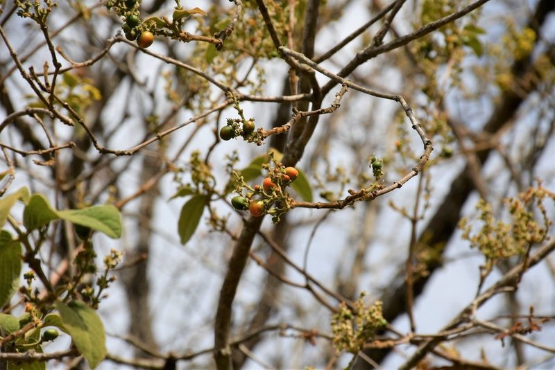Bunchosia montana, photographed by Neptalí Ramírez Marcial