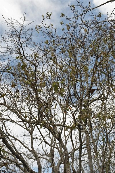 Bunchosia montana, photographed by Neptalí Ramírez Marcial