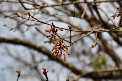 Quercus purulhana, photographed by Neptalí Ramírez Marcial