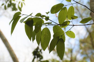 Karwinskia calderonii, photographed by Neptalí Ramírez Marcial
