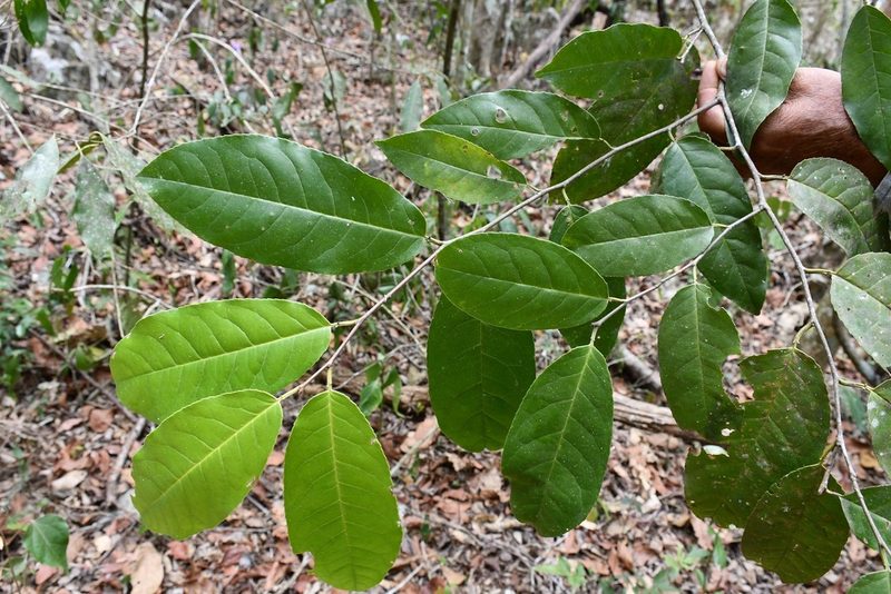 Prunus salasii, photographed by Neptalí Ramírez Marcial