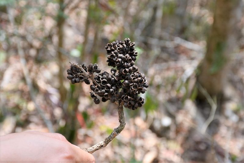 Zanthoxylum quassiifolium, photographed by Neptalí Ramírez Marcial