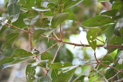 Sideroxylon persimile, photographed by Neptalí Ramírez Marcial