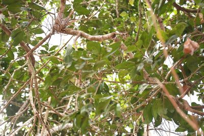 Sideroxylon persimile, photographed by Neptalí Ramírez Marcial