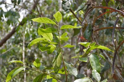 Styrax argenteus, photographed by Neptalí Ramírez Marcial