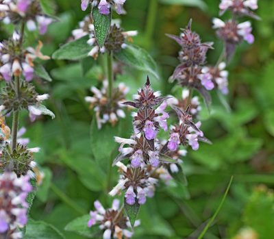 Stachys alpina, photographed by Kostas Zontanos