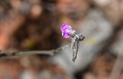 Dianthera breviflora, photographed by Neptalí Ramírez Marcial