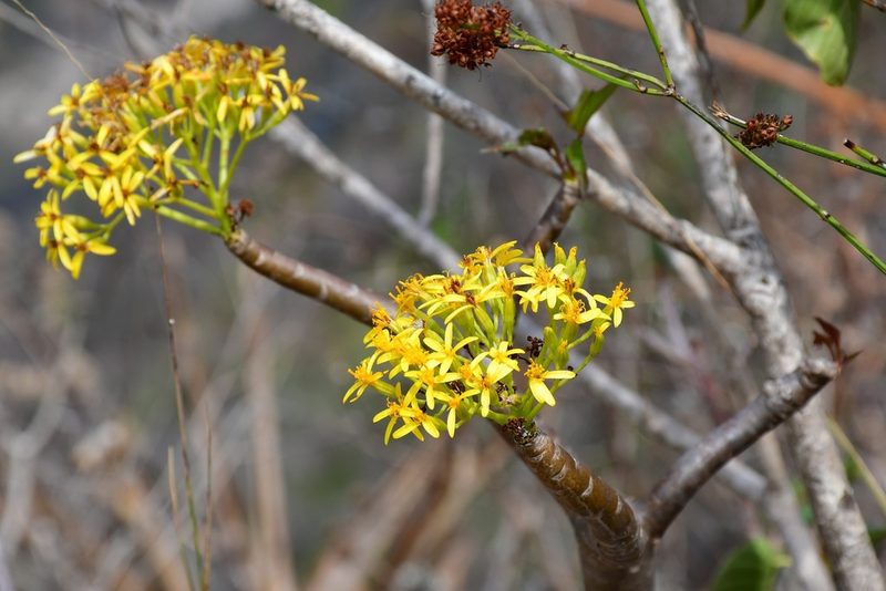 Pittocaulon velatum, photographed by Neptalí Ramírez Marcial