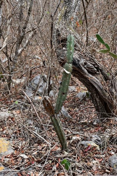 Acanthocereus chiapensis, photographed by Neptalí Ramírez Marcial