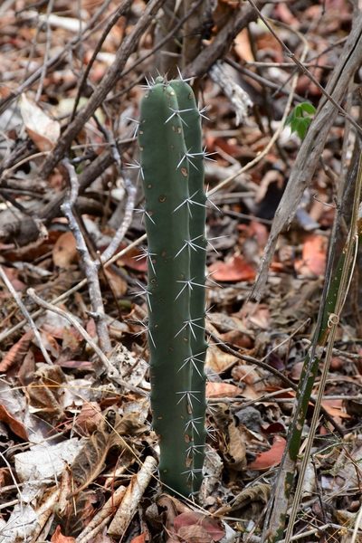 Acanthocereus chiapensis, photographed by Neptalí Ramírez Marcial