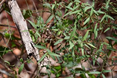 Crossopetalum uragoga, photographed by Neptalí Ramírez Marcial