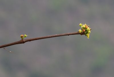 Euphorbia schlechtendalii, photographed by Neptalí Ramírez Marcial