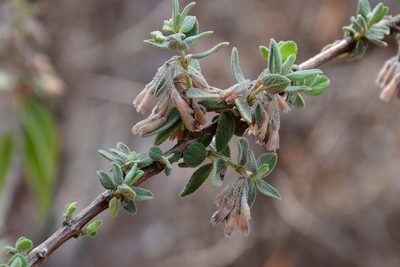 Condea tomentosa, photographed by Neptalí Ramírez Marcial