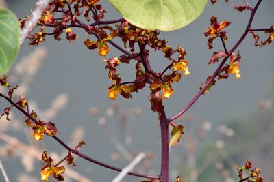 Cyrtopodium macrobulbon, photographed by Neptalí Ramírez Marcial