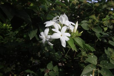 Jasminum multiflorum, photographed by Brian Oakes Haiti Hunter