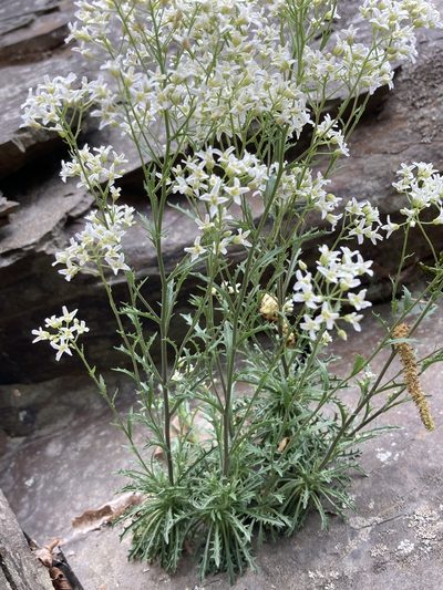 Draba ramosissima, photographed by er-birds