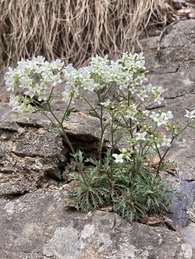 Draba ramosissima, photographed by er-birds