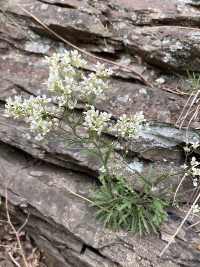 Draba ramosissima, photographed by er-birds