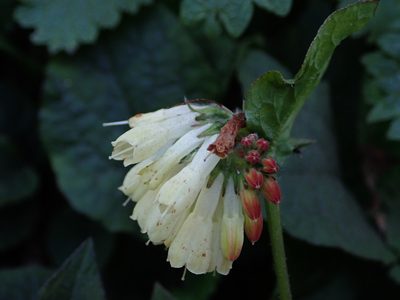 Symphytum grandiflorum, photographed by Daniel Cahen