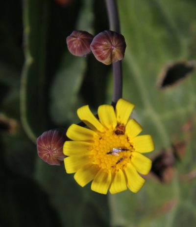 Othonna macrophylla, photographed by Tony Rebelo