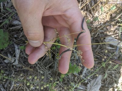 Astragalus nuttallianus, photographed by Cleveland Powell