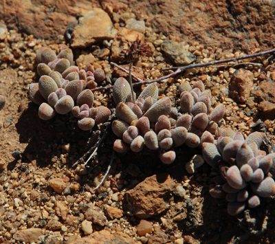 Crassula namaquensis, photographed by Tony Rebelo