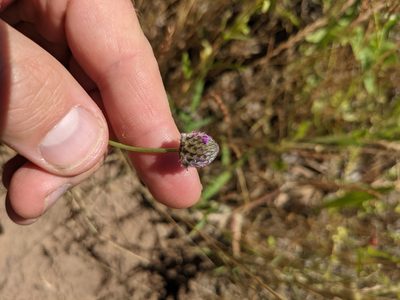 Dalea emarginata, photographed by Cleveland Powell