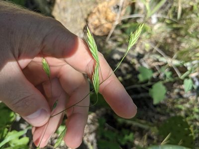 Bromus texensis, photographed by Cleveland Powell