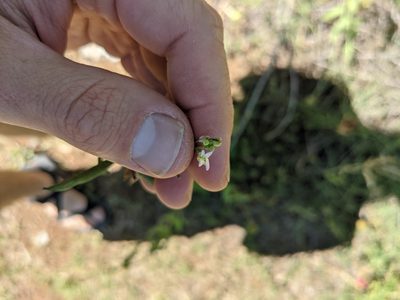 Streptanthus petiolaris, photographed by Cleveland Powell