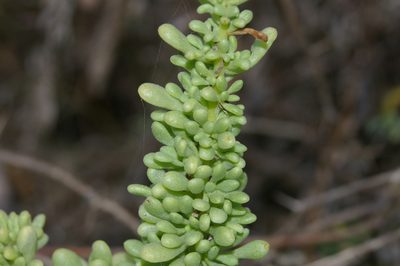 Nolana galapagensis, photographed by Don Johnston