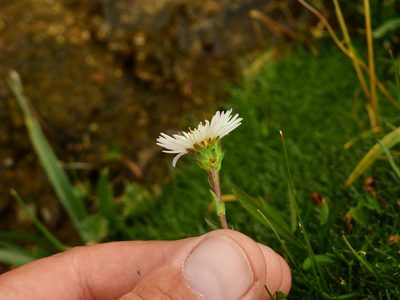 Symphyotrichum glabrifolium, photographed by Guillermo Debandi