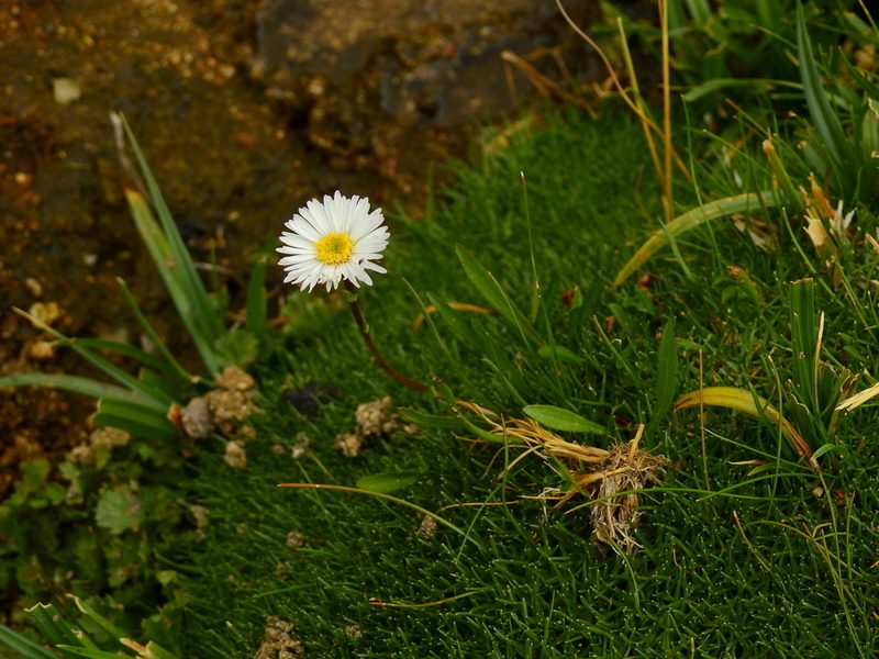 Symphyotrichum glabrifolium, photographed by Guillermo Debandi