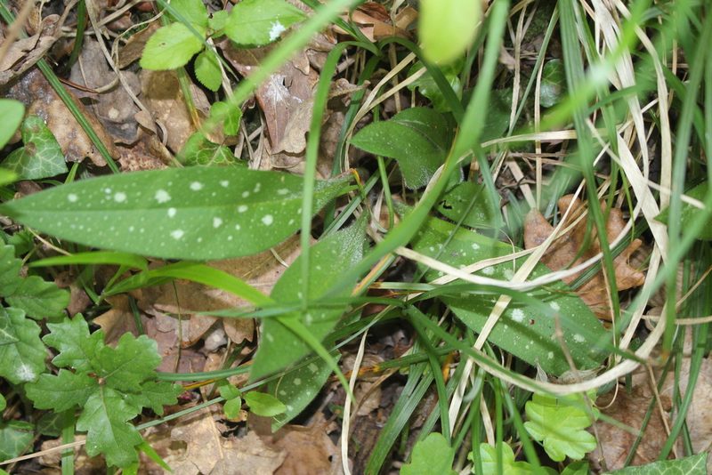 Pulmonaria longifolia, photographed by Bastien Alegot