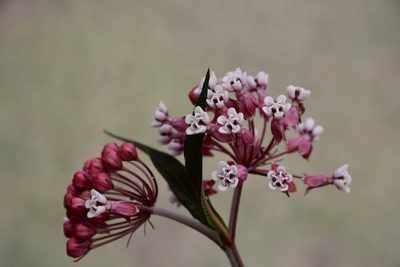 Asclepias pellucida, photographed by Neptalí Ramírez Marcial