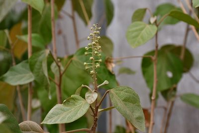 Croton guatemalensis, photographed by Neptalí Ramírez Marcial