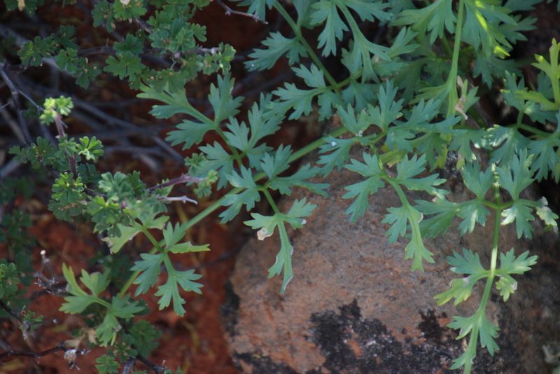 Cynorhiza typica, photographed by Tony Rebelo