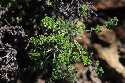 Pelargonium dasyphyllum, photographed by Tony Rebelo
