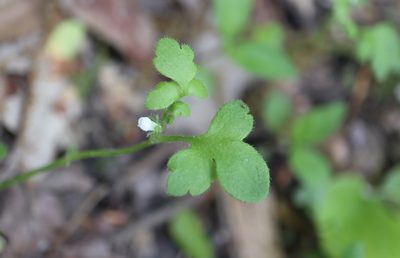 Nemophila aphylla, photographed by Jeff Clark