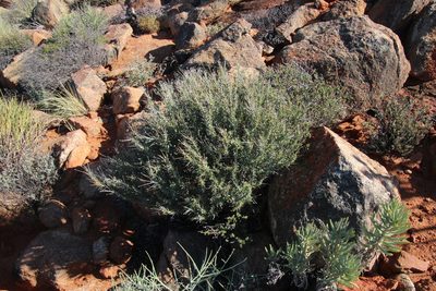 Monsonia spinosa, photographed by Tony Rebelo