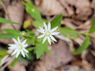 Stellaria corei, photographed by Elias